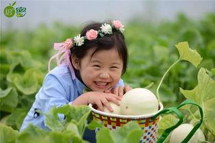 吃瓜不如看瓜下一句