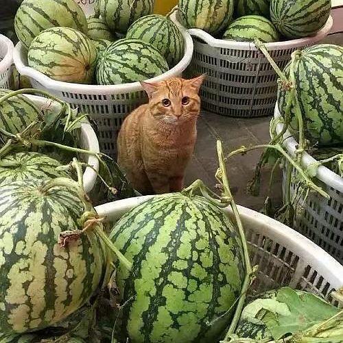 吃瓜不如看瓜下一句