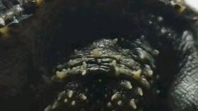 泥鳅吃小瓜,小瓜的奇妙滋味