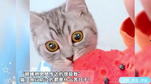 吃瓜猫咪,猫咪视角下的瓜田奇遇记