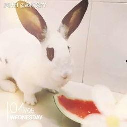 吃瓜的小鬼兔,网络红人的崛起与影响力