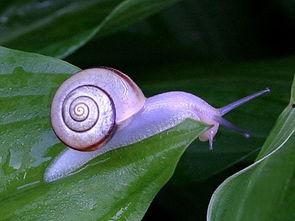 带你吃瓜变异蜗牛,奇特的生物现象揭秘