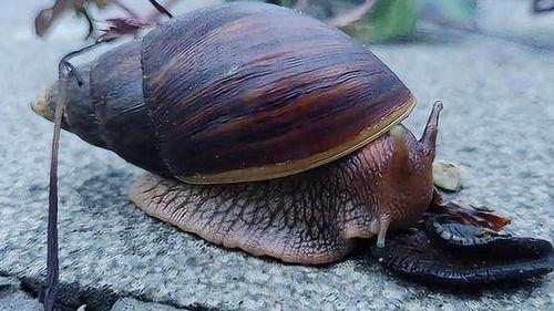 带你吃瓜变异蜗牛,奇特的生物现象揭秘