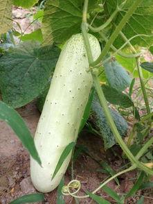 摘点瓜吃,轻松享受生活的小确幸