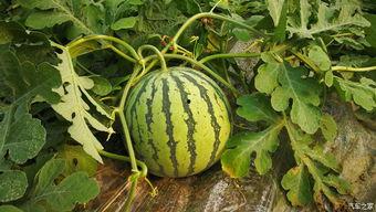 摘点瓜吃,轻松享受生活的小确幸