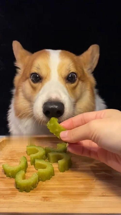 网红吃瓜狗子视频,萌宠界的“吃瓜群众”爆笑来袭