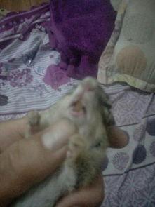 金花松鼠吃瓜,金花松鼠的夏日瓜果盛宴