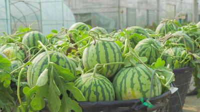 东营最新吃瓜视频,揭秘当地热门事件背后的真相