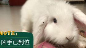 女瓜兔子吃吗,揭秘神秘生物的饮食习惯