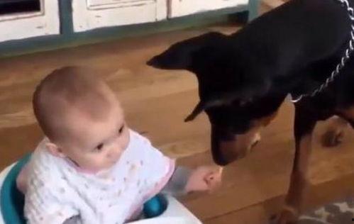 小孩喂狗吃瓜,小宝贝与狗狗共享甜蜜瓜果时光