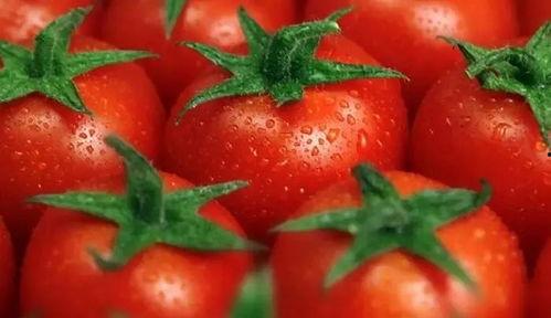 吃瓜大白温颜番茄,揭秘网红美食背后的故事