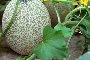 哈密瓜的皮可以给鸡吃吗,鸡的天然美味佳肴探索