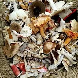 吃瓜影视菌,吃瓜影视菌带你揭秘娱乐圈那些事儿