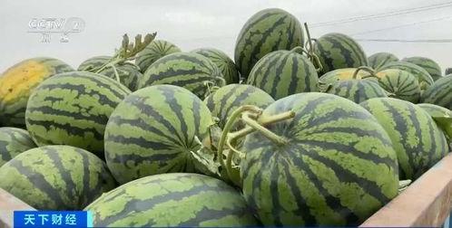 吃瓜必看当下价格,吃瓜必看当下价格大盘点