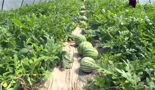 莱州吃瓜事件最新爆料