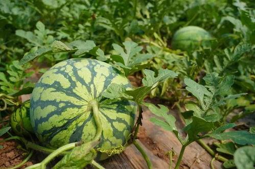 吃瓜福,揭秘娱乐圈背后的甜蜜与苦涩