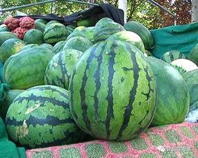 吃瓜如何拍照,捕捉夏日清凉瞬间