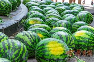 免费吃瓜连接学校,校园里的甜蜜诱惑与知识盛宴