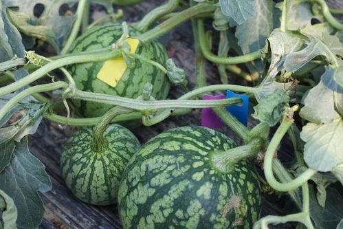 要时间吃瓜,揭秘娱乐圈那些不得不吃的“新鲜瓜”