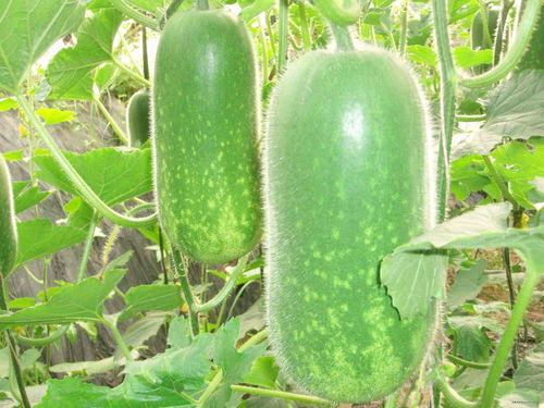 大c吃瓜合集,揭秘娱乐圈那些不为人知的幕后故事