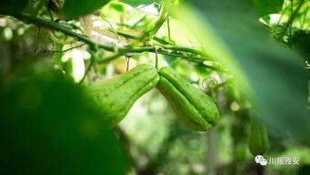 雅安吃瓜,一场全民参与的夏日盛宴