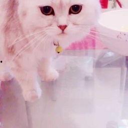 猫吃 哈密瓜,哈密瓜的甜蜜诱惑