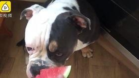 打架吃瓜狗子,吃瓜狗子成焦点