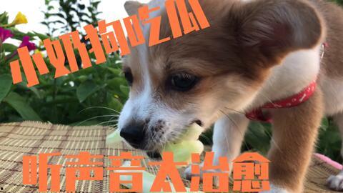 打架吃瓜狗子,吃瓜狗子成焦点