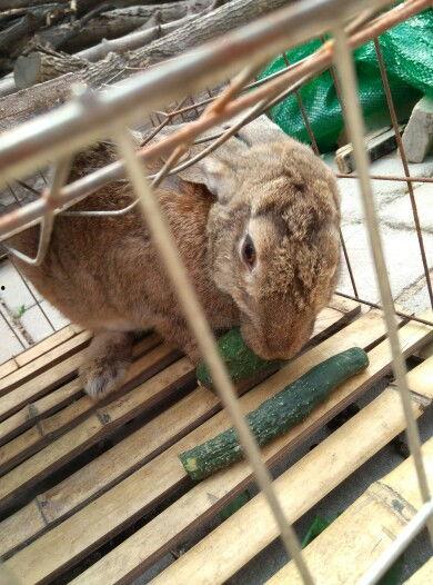 兔子吃伊丽莎白瓜吗,探究兔子的饮食习惯与瓜类选择