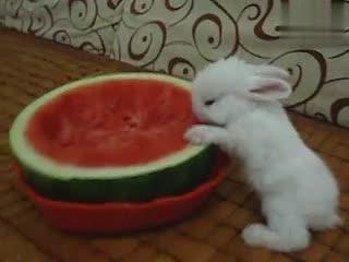 兔子吃伊丽莎白瓜吗,探究兔子的饮食习惯与瓜类选择