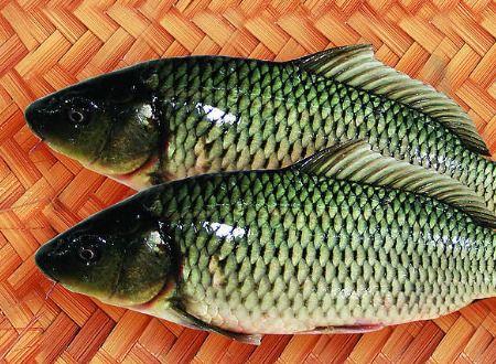 吃土瓜的鲤鱼图片,美食与自然的和谐交响