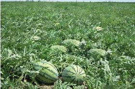 梦见在老家菜园里摘瓜吃