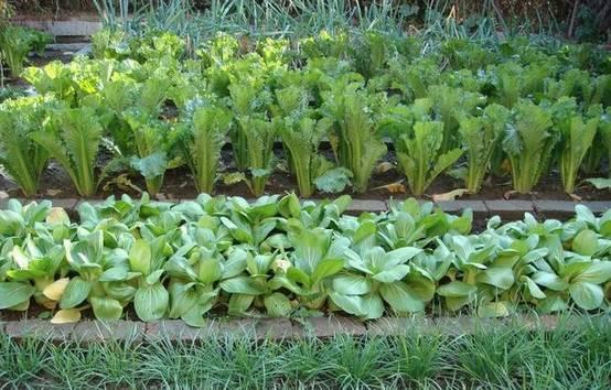 梦见在老家菜园里摘瓜吃