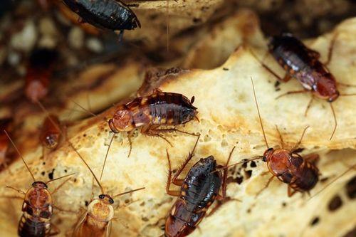 广州蟑螂吃瓜,瓜果成盘中美味