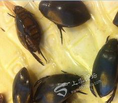 广州蟑螂吃瓜,瓜果成盘中美味