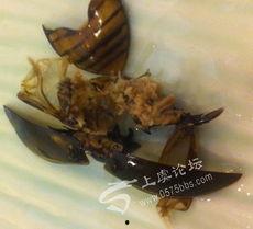 广州蟑螂吃瓜,瓜果成盘中美味